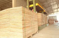 1.7mm grade A eucalyptus core veneer (High quality )