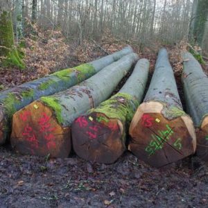 Germany-Beech-Saw-Logs Europe
