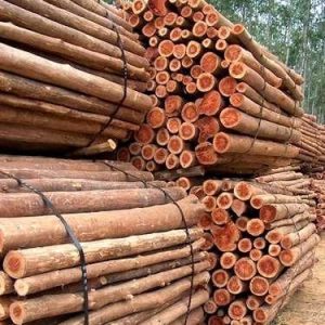 eucalyptus-wood-logs-1668165409-6620587 South America